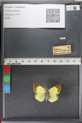 Media type: image;   Entomology 118969